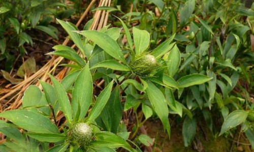 胰岛素促泌剂的药理作用-胰岛素促泌剂的主要不良反应,中国胰岛素促泌剂副作用网站